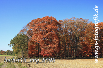 Bild in den Warenkorb legen