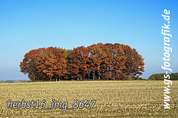 Bild in den Warenkorb legen