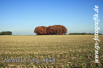 Bild in den Warenkorb legen