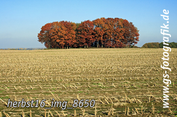 Bild in den Warenkorb legen