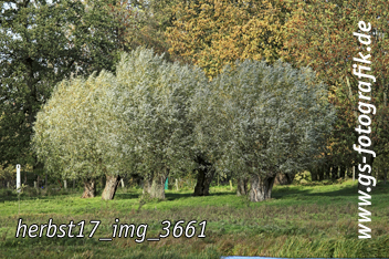 Bild in den Warenkorb legen