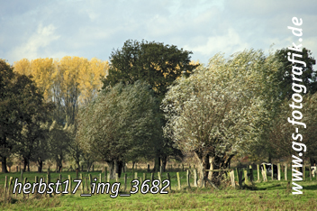 Bild in den Warenkorb legen