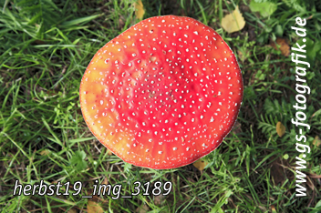 Bild in den Warenkorb legen