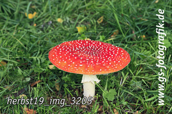 Bild in den Warenkorb legen