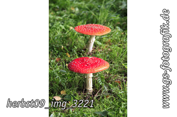 Bild in den Warenkorb legen