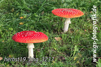 Bild in den Warenkorb legen