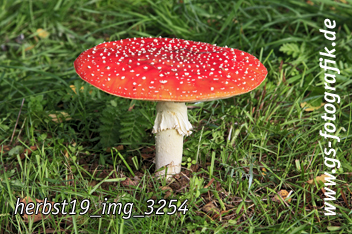 Bild in den Warenkorb legen