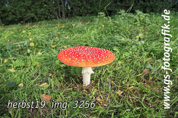 Bild in den Warenkorb legen