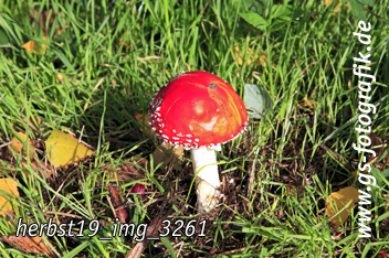 Bild in den Warenkorb legen