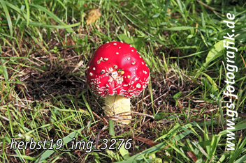 Bild in den Warenkorb legen