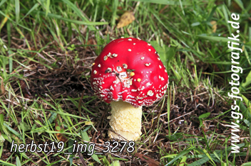 Bild in den Warenkorb legen