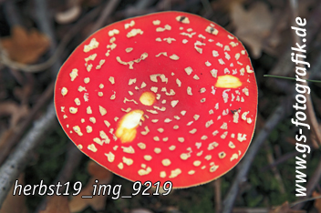 Bild in den Warenkorb legen