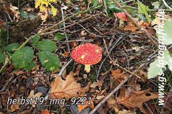 Bild in den Warenkorb legen