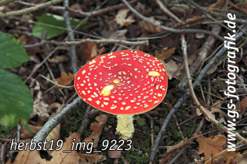 Bild in den Warenkorb legen