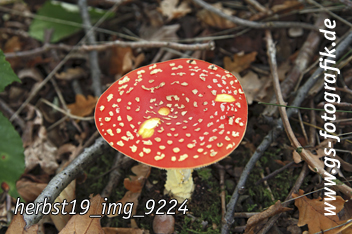 Bild in den Warenkorb legen