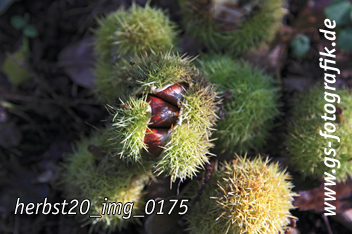 Bild in den Warenkorb legen Bild in den Warenkorb legen