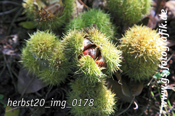 Bild in den Warenkorb legen Bild in den Warenkorb legen