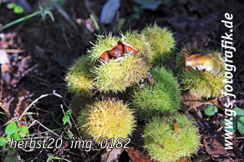 Bild in den Warenkorb legen Bild in den Warenkorb legen