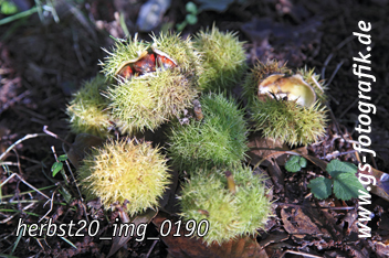 Bild in den Warenkorb legen Bild in den Warenkorb legen