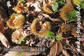 Bild in den Warenkorb legen Bild in den Warenkorb legen