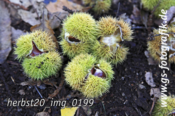 Bild in den Warenkorb legen Bild in den Warenkorb legen