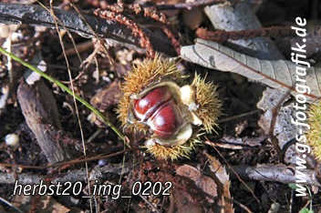 Bild in den Warenkorb legen Bild in den Warenkorb legen