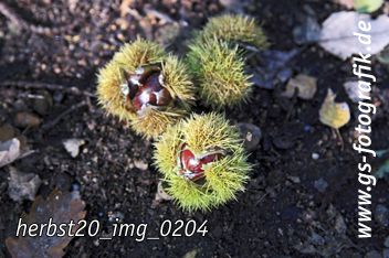 Bild in den Warenkorb legen Bild in den Warenkorb legen