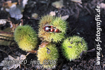 Bild in den Warenkorb legen Bild in den Warenkorb legen