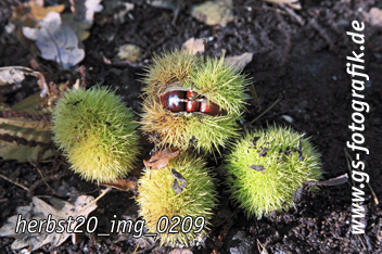 Bild in den Warenkorb legen Bild in den Warenkorb legen