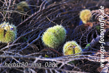 Bild in den Warenkorb legen Bild in den Warenkorb legen