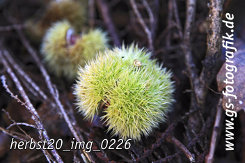 Bild in den Warenkorb legen Bild in den Warenkorb legen