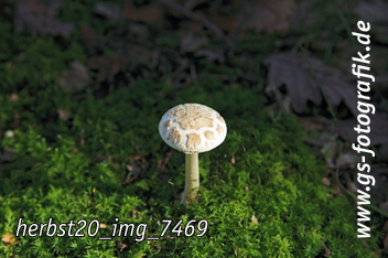 Bild in den Warenkorb legen Bild in den Warenkorb legen