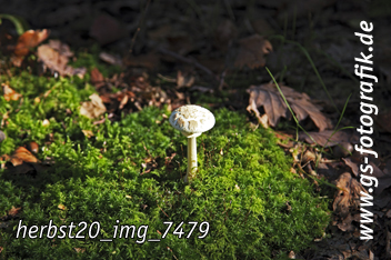 Bild in den Warenkorb legen Bild in den Warenkorb legen