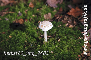 Bild in den Warenkorb legen Bild in den Warenkorb legen