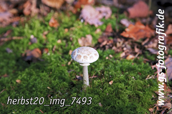 Bild in den Warenkorb legen Bild in den Warenkorb legen