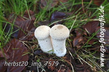 Bild in den Warenkorb legen Bild in den Warenkorb legen