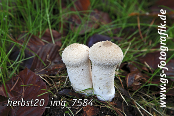 Bild in den Warenkorb legen Bild in den Warenkorb legen