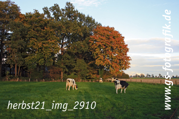 Bild in den Warenkorb legen Bild in den Warenkorb legen