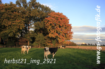 Bild in den Warenkorb legen Bild in den Warenkorb legen