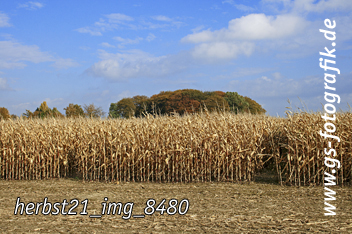 Bild in den Warenkorb legen Bild in den Warenkorb legen