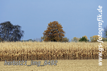 Bild in den Warenkorb legen Bild in den Warenkorb legen