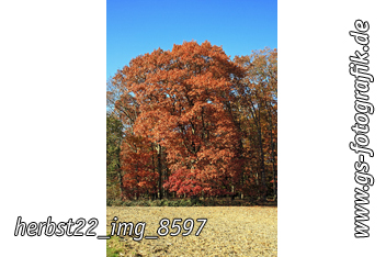 Bild in den Warenkorb legen Bild in den Warenkorb legen