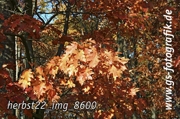 Bild in den Warenkorb legen Bild in den Warenkorb legen