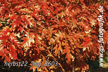 Bild in den Warenkorb legen Bild in den Warenkorb legen