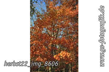 Bild in den Warenkorb legen Bild in den Warenkorb legen