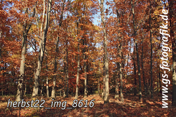 Bild in den Warenkorb legen Bild in den Warenkorb legen