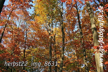 Bild in den Warenkorb legen Bild in den Warenkorb legen