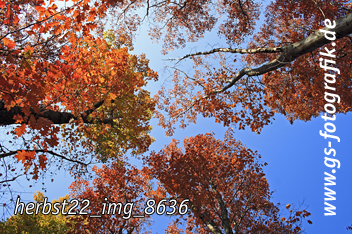 Bild in den Warenkorb legen Bild in den Warenkorb legen