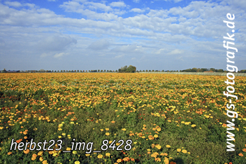 Bild in den Warenkorb legen