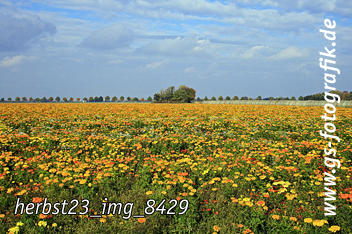 Bild in den Warenkorb legen